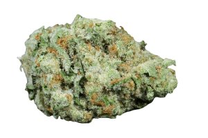 Barongo 28/1 Cali Motion