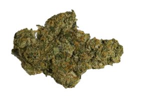Bathera 23/1 PMM