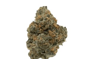 Gestion Cannabec OS 21/1