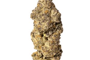 MCOS Strong 27/1 MDOC PXY