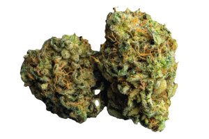NICE 26/1 LC Lemon Cookies