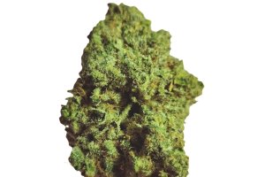 Origine Nature GG 21/1