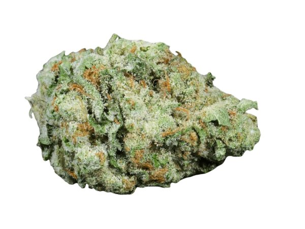 Barongo 28/1 Cali Motion