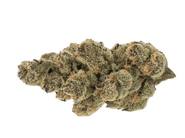 MGF CANN SNL 30/1