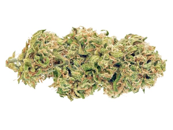 Medical Saints 24/1 HUB