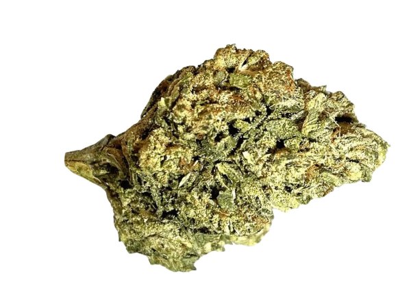 Medical Saints 24/1 PTR