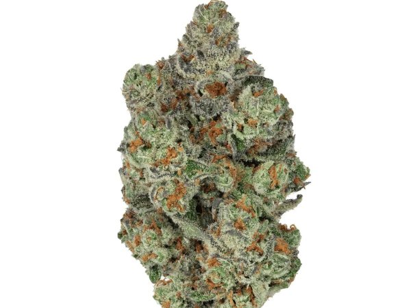 Mediprocan African Ruby 20/1