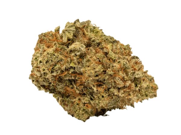 Mediprocan African Ruby 26/1 SOGC